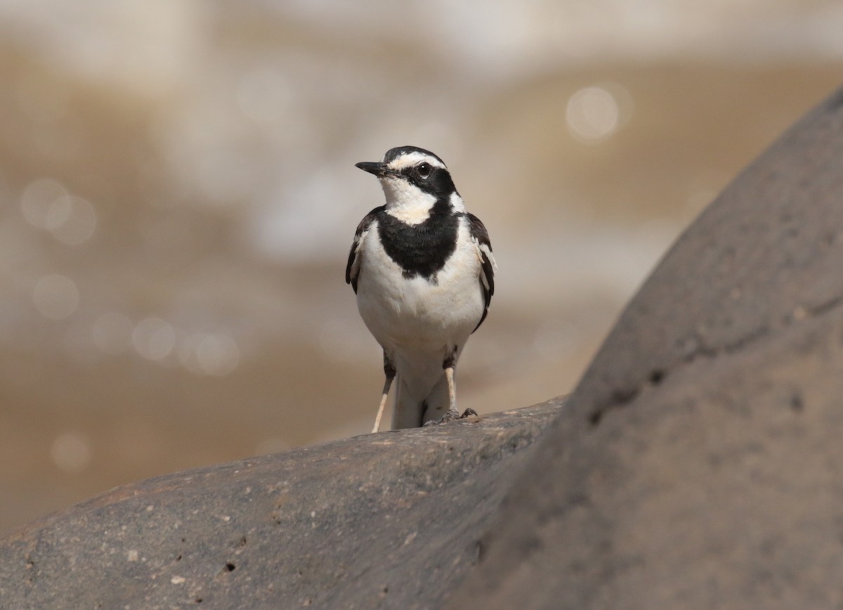 African Pied Wagtail - ML185460941