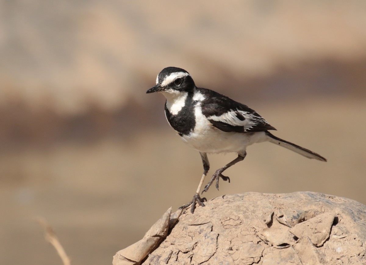African Pied Wagtail - ML185460951