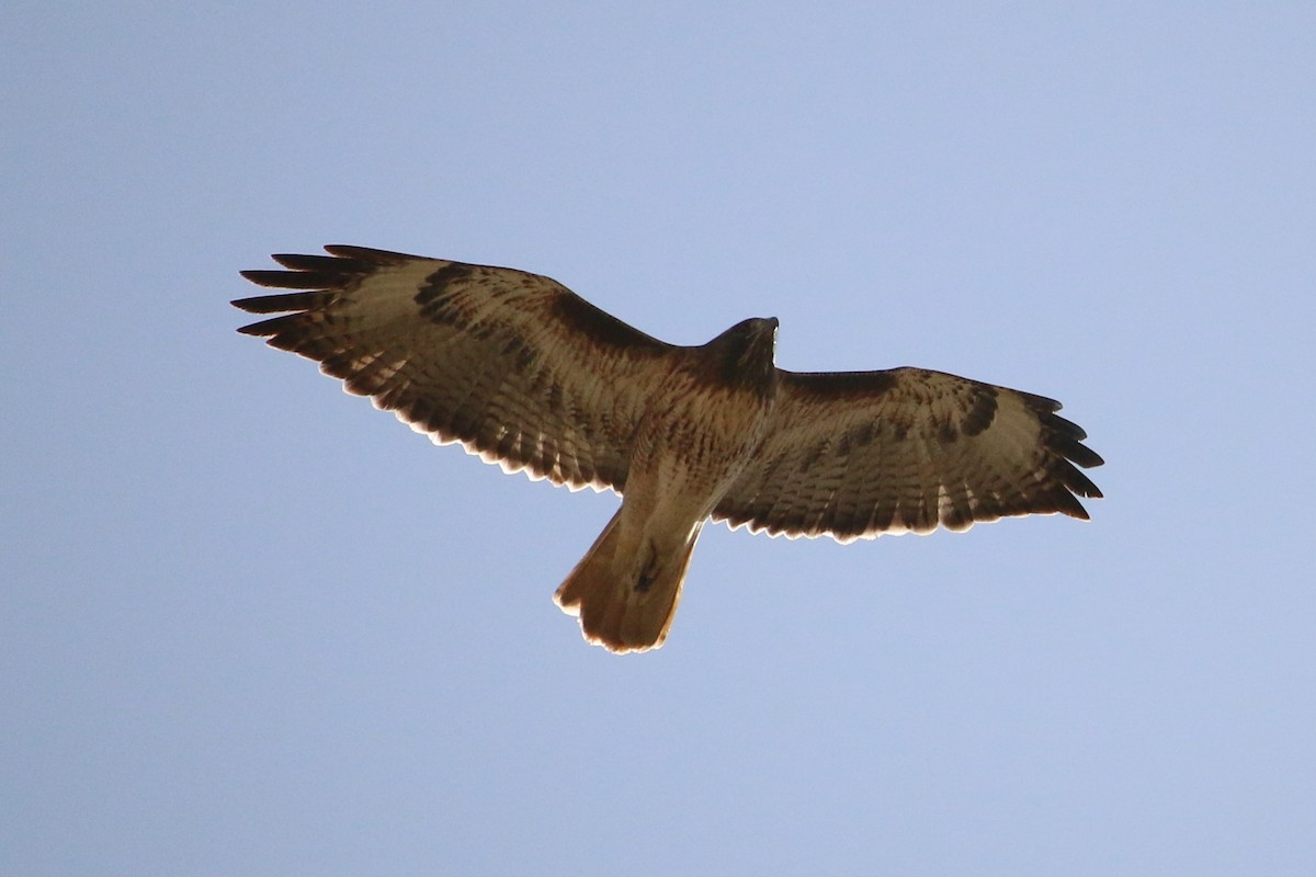 Red-tailed Hawk - Sandi Pensinger