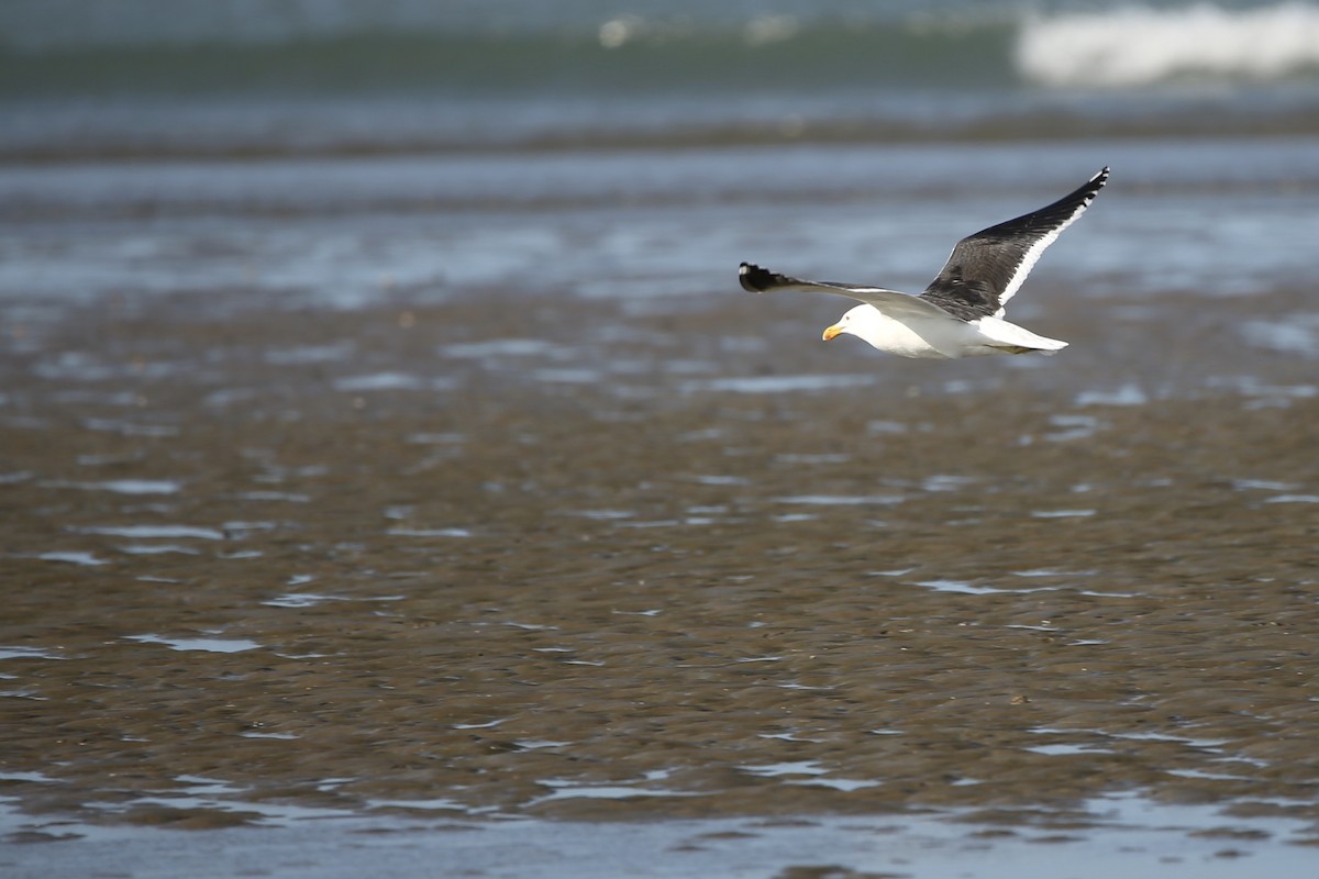 Kelp Gull - parrish evans