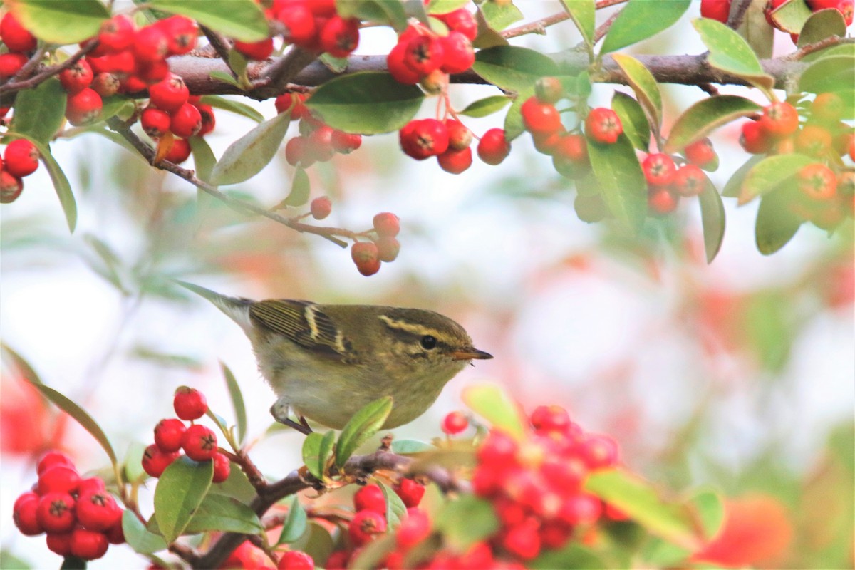 Yellow-browed Warbler - ML185464231