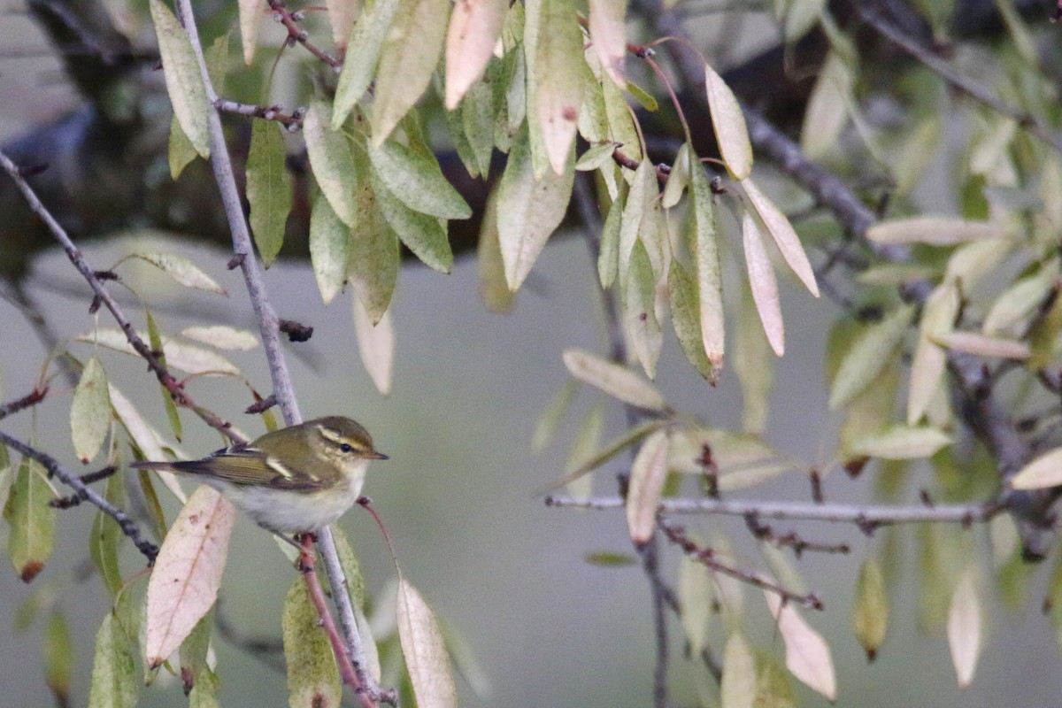 Yellow-browed Warbler - ML185464521