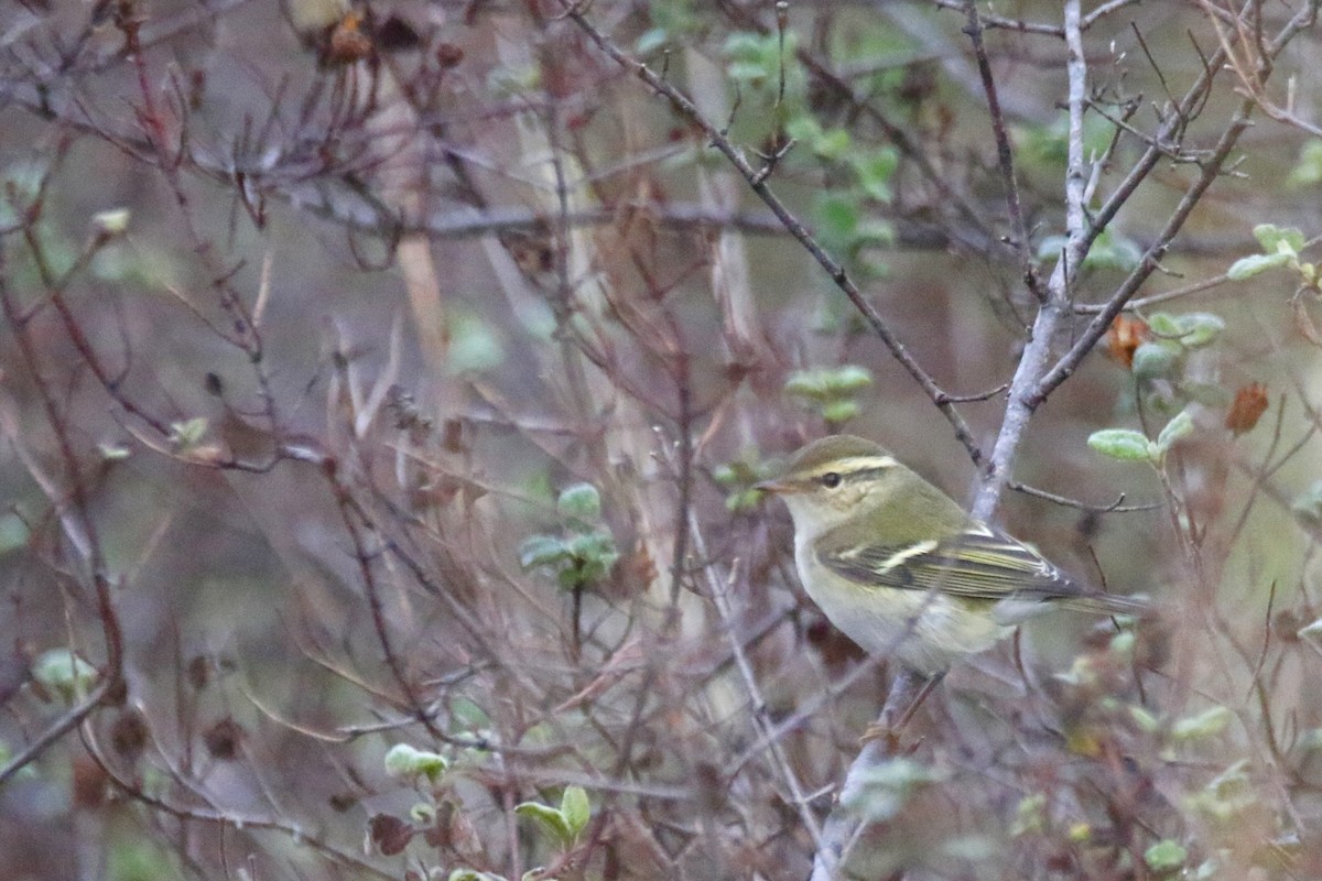 Yellow-browed Warbler - ML185464531
