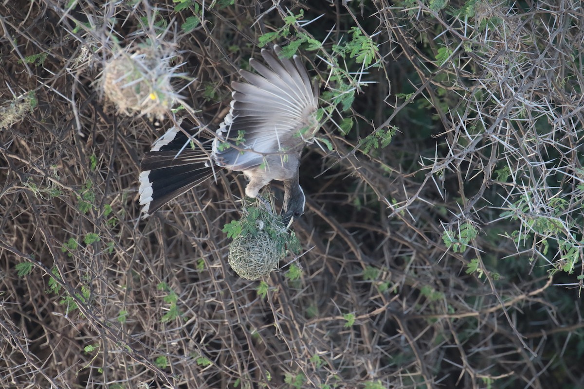 African Gray Hornbill - ML185465851
