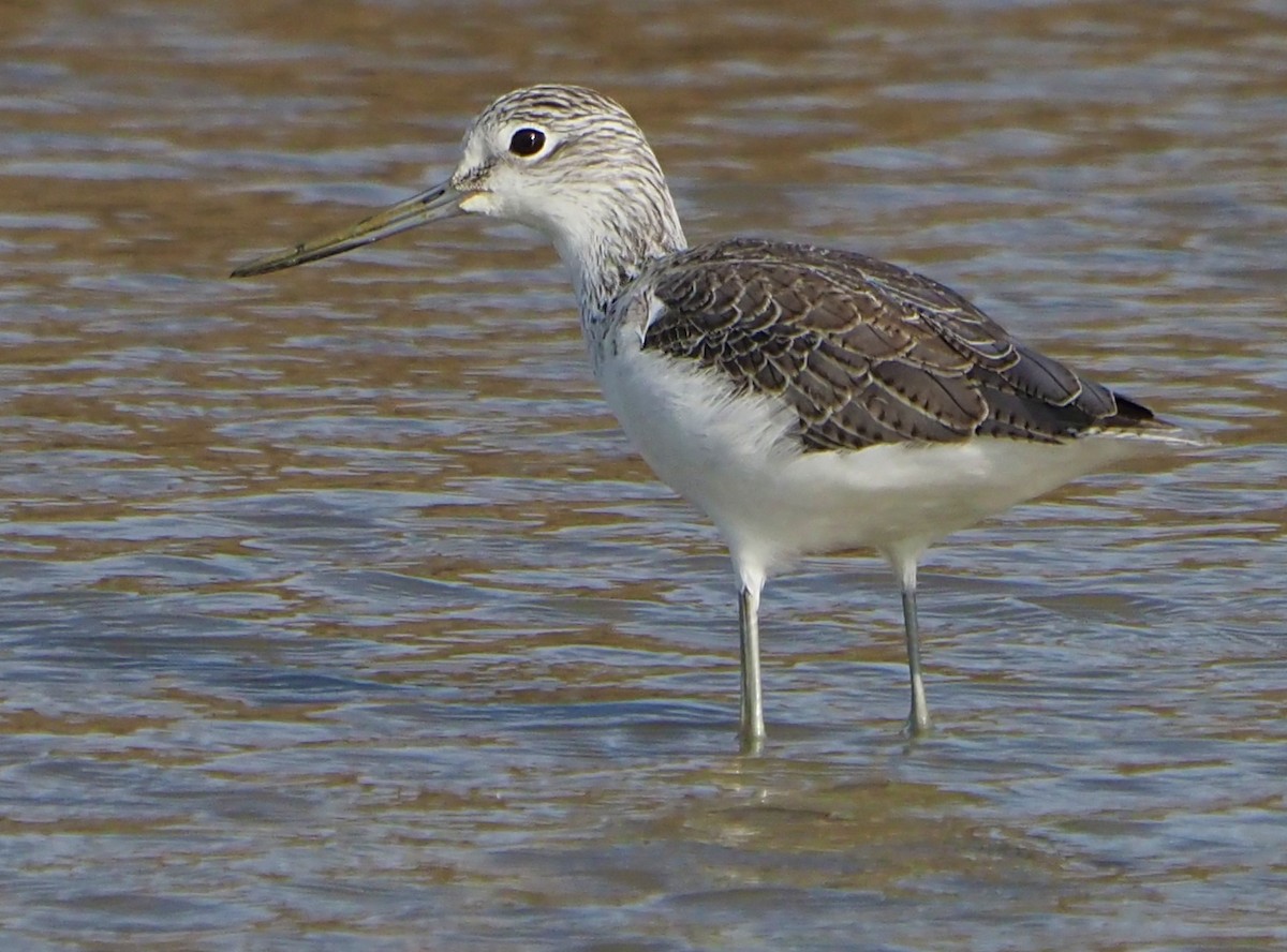 Common Greenshank - Brian Carruthers