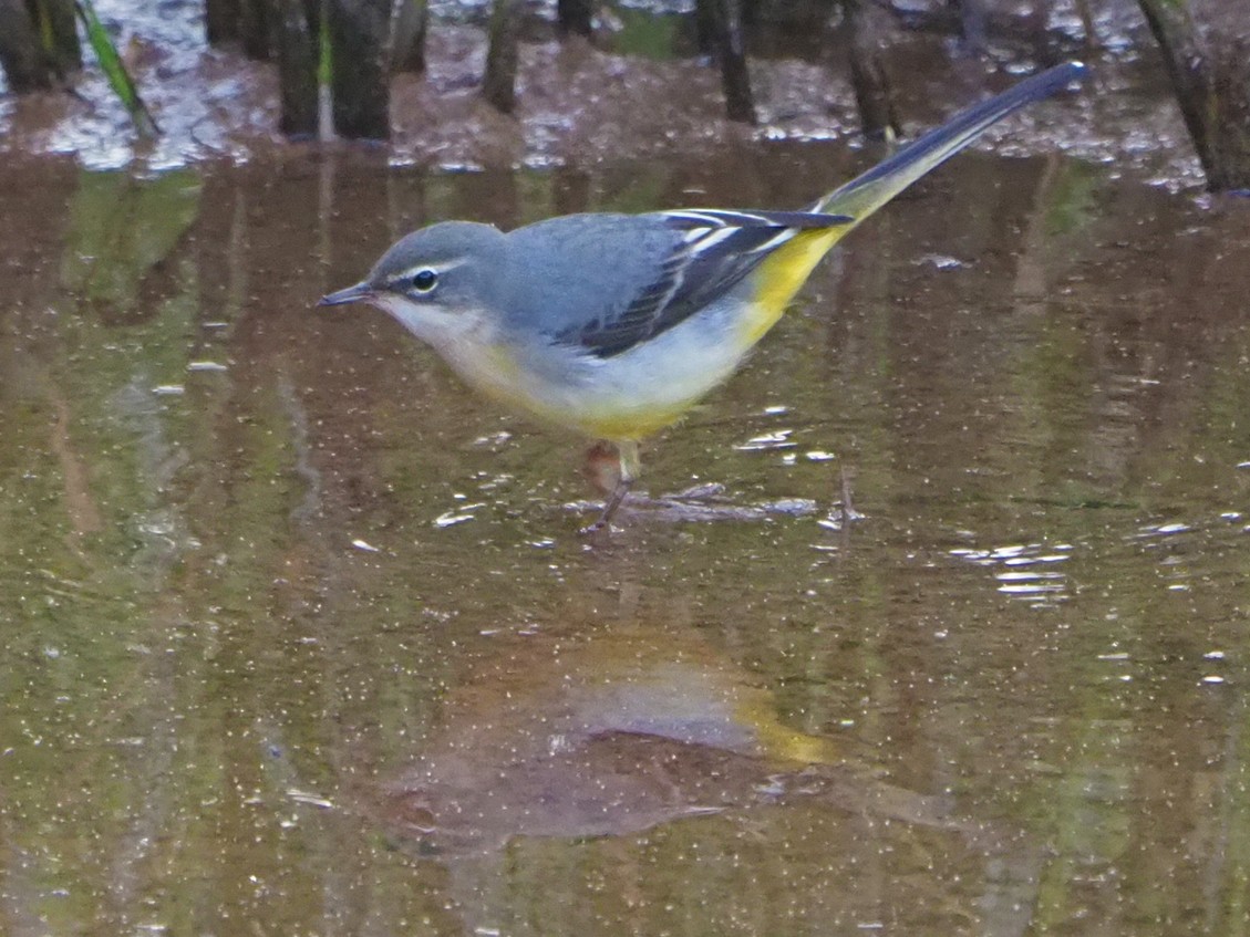 Gray Wagtail - Brian Carruthers