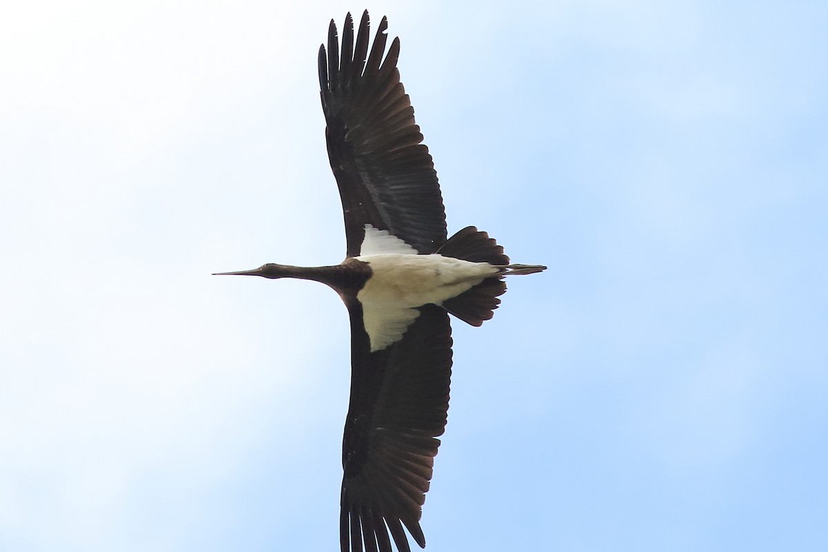 Black Stork - CF Yang