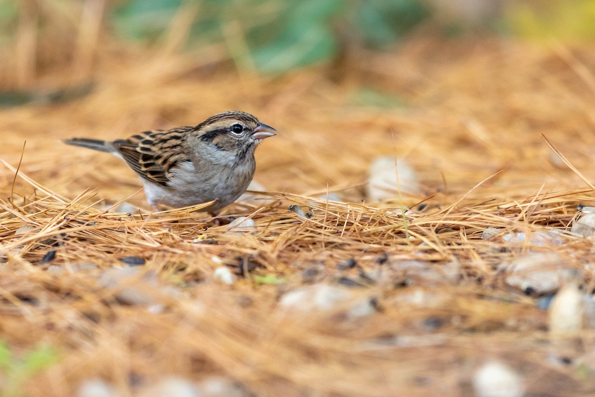 Chipping Sparrow - ML185472411