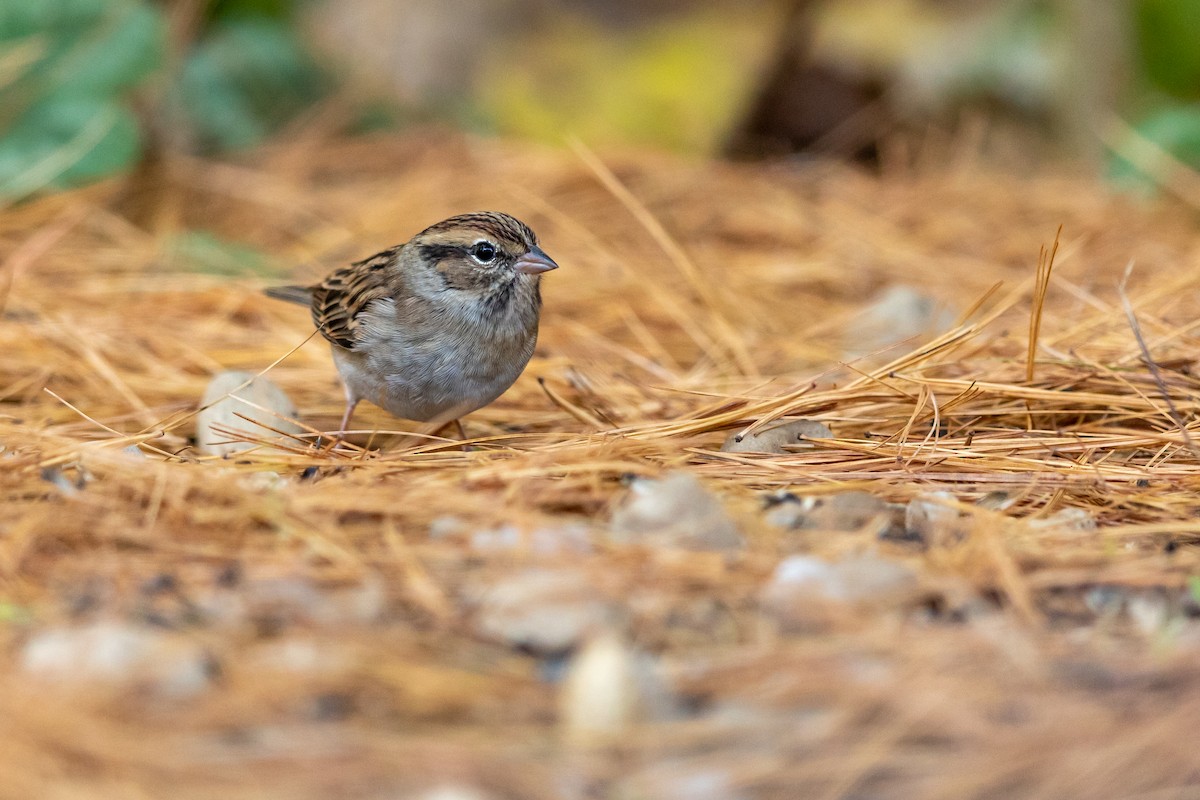 Chipping Sparrow - ML185472431