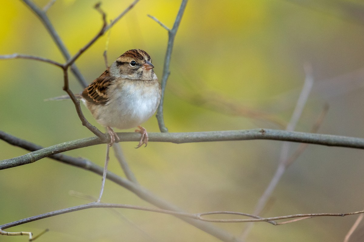 Chipping Sparrow - ML185472451