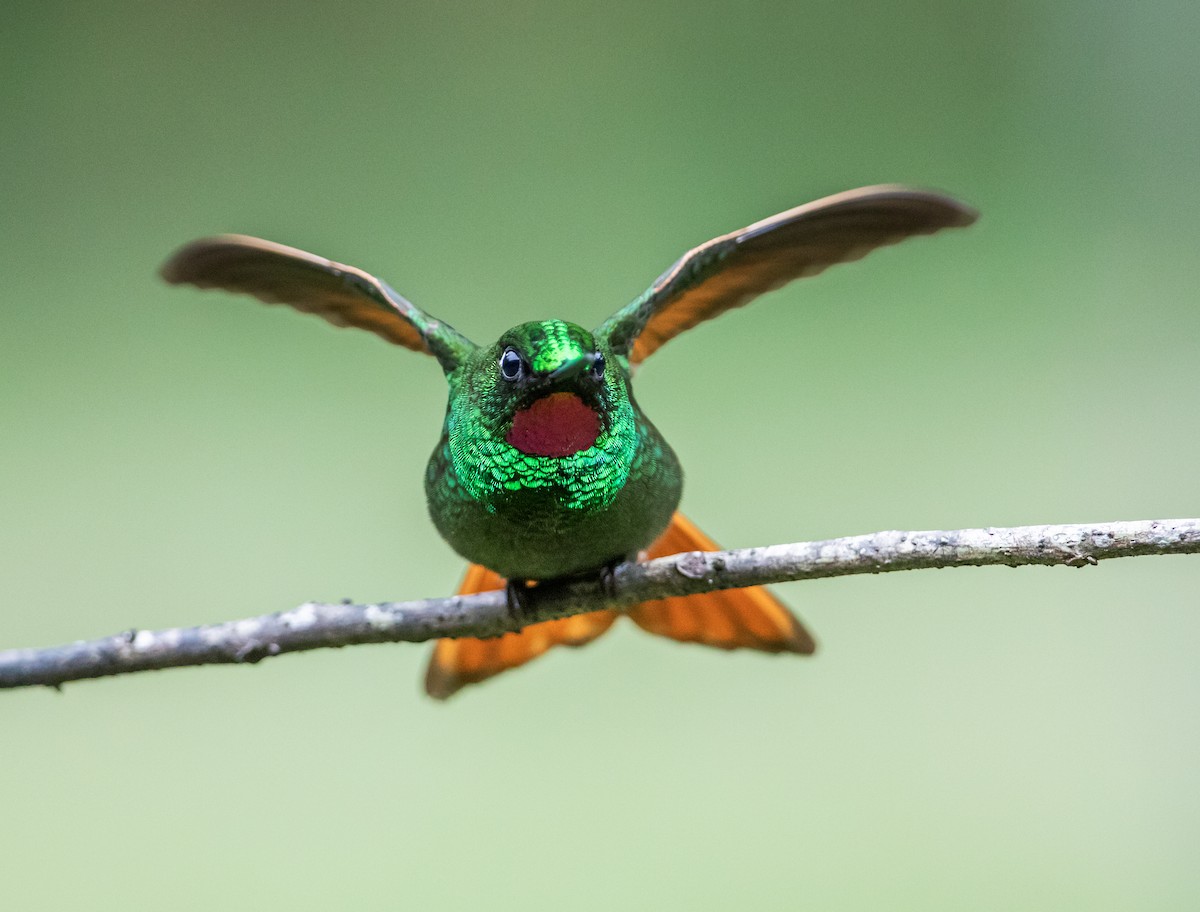 kolibřík brazilský - ML185484161