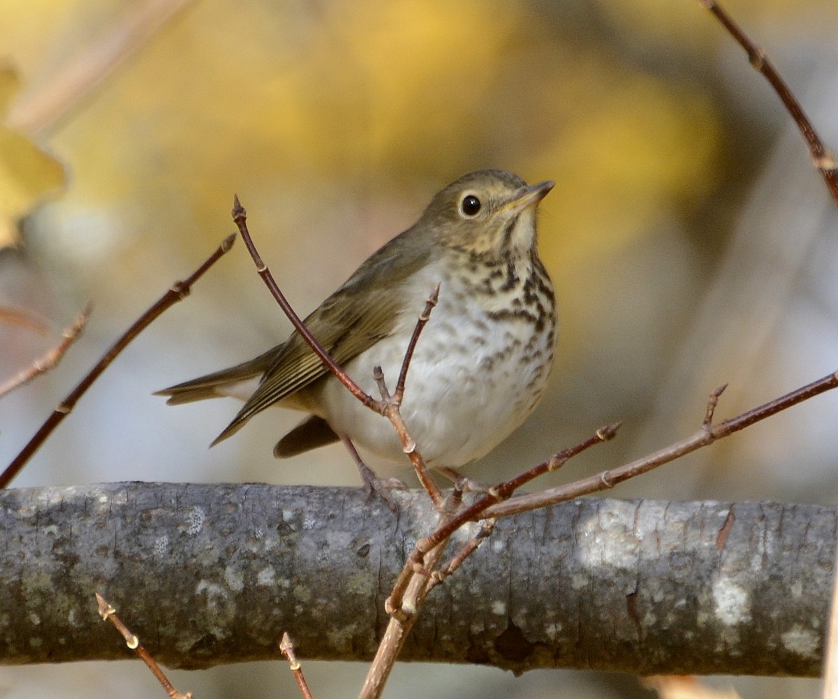 eBird Checklist - 30 Oct 2019 - Grand Marais - 26 species