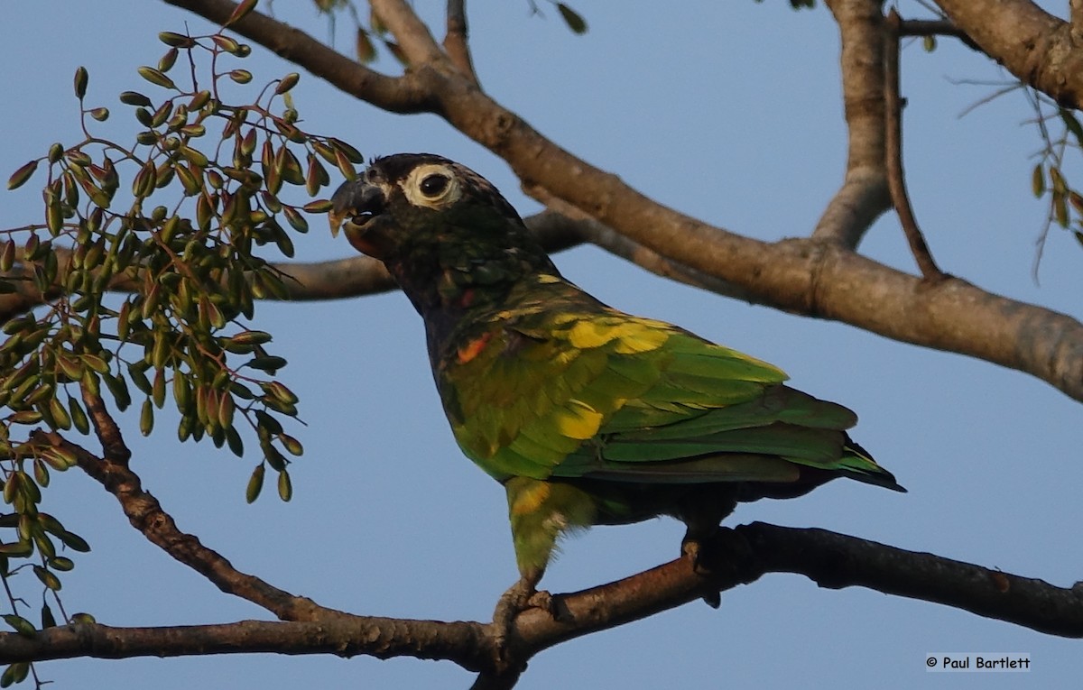 Scaly-headed Parrot - ML185487931