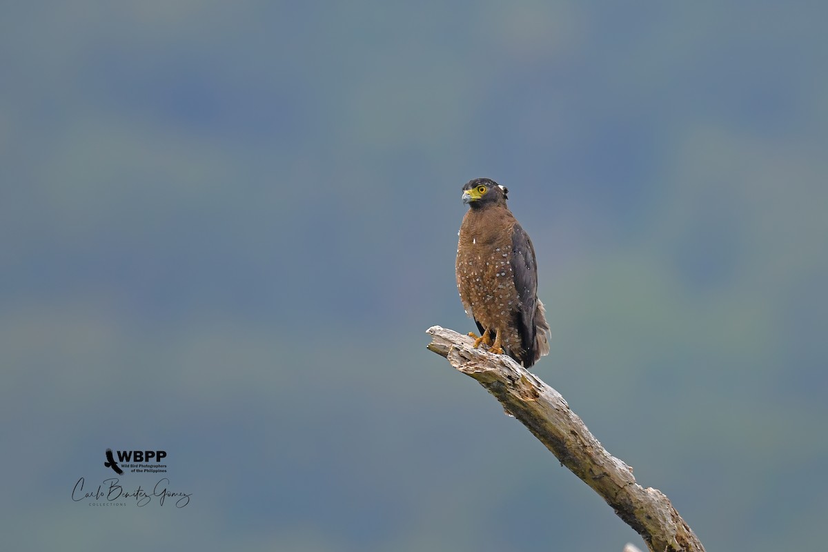 Crested Serpent-Eagle - ML185490111