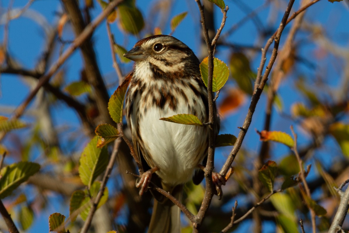 Song Sparrow - Kristopher (Kit) Dapprich