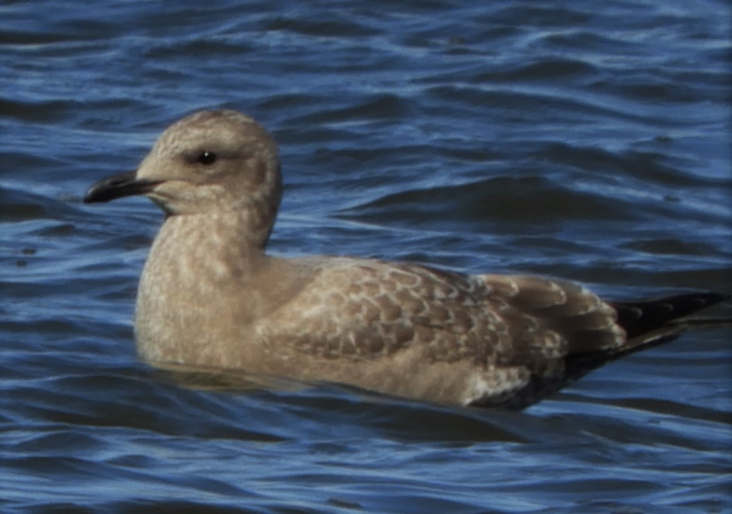 Iceland Gull (Thayer's) - ML185497431