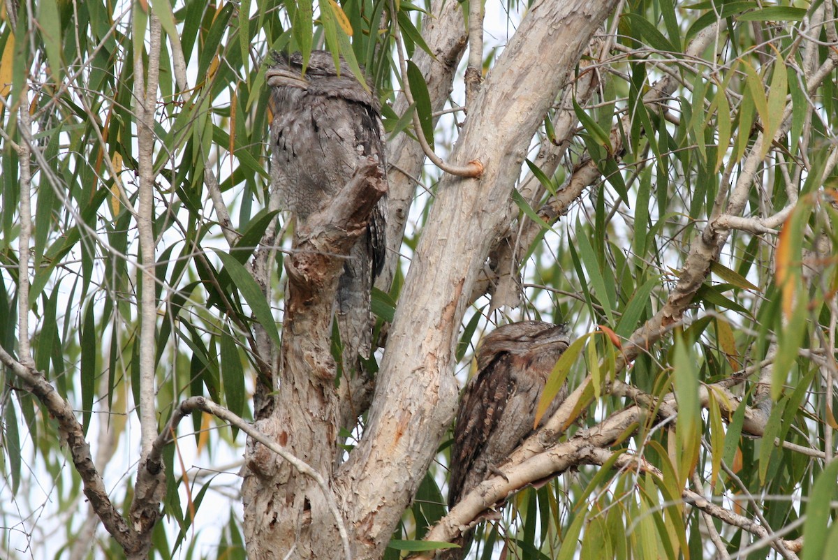 Tawny Frogmouth - george parker