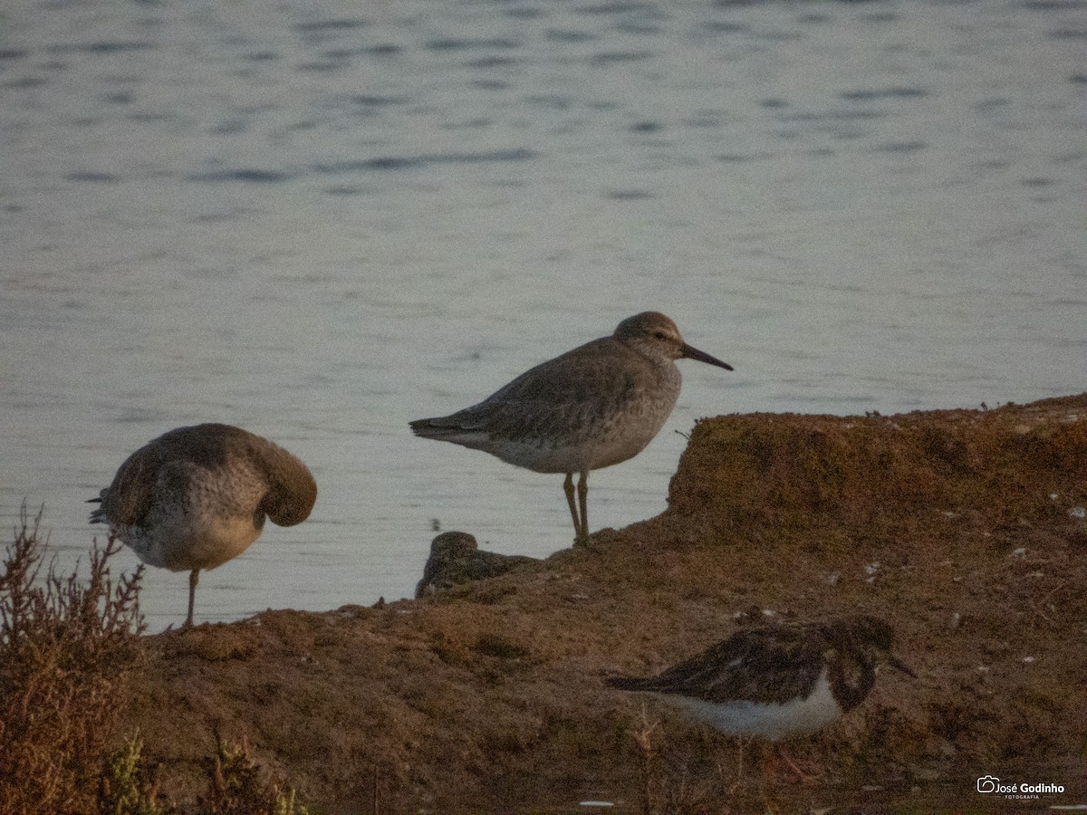 Red Knot - ML185523841