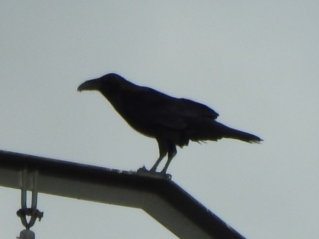 Common Raven - Iñigo Petri Navarlaz
