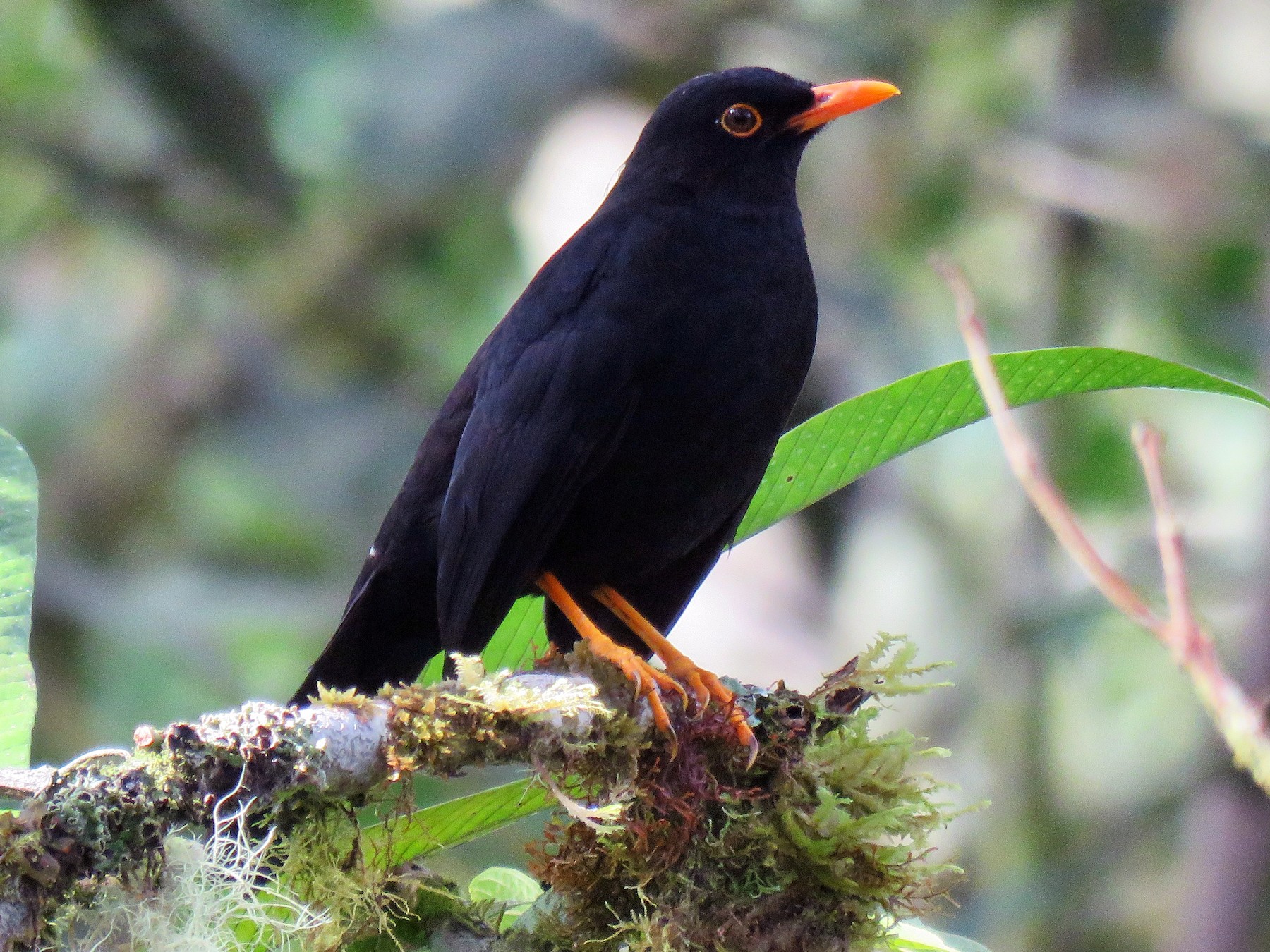 black thrush bird