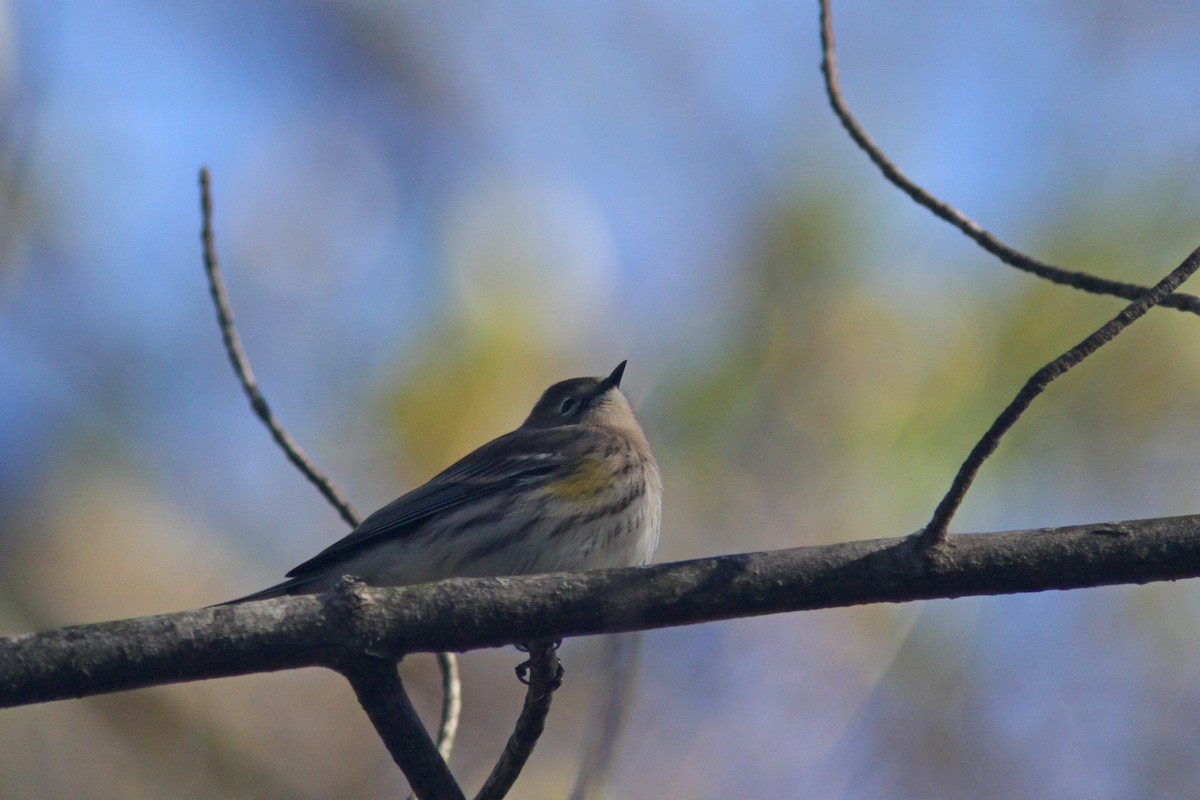 Yellow-rumped Warbler (Myrtle) - Larry Therrien
