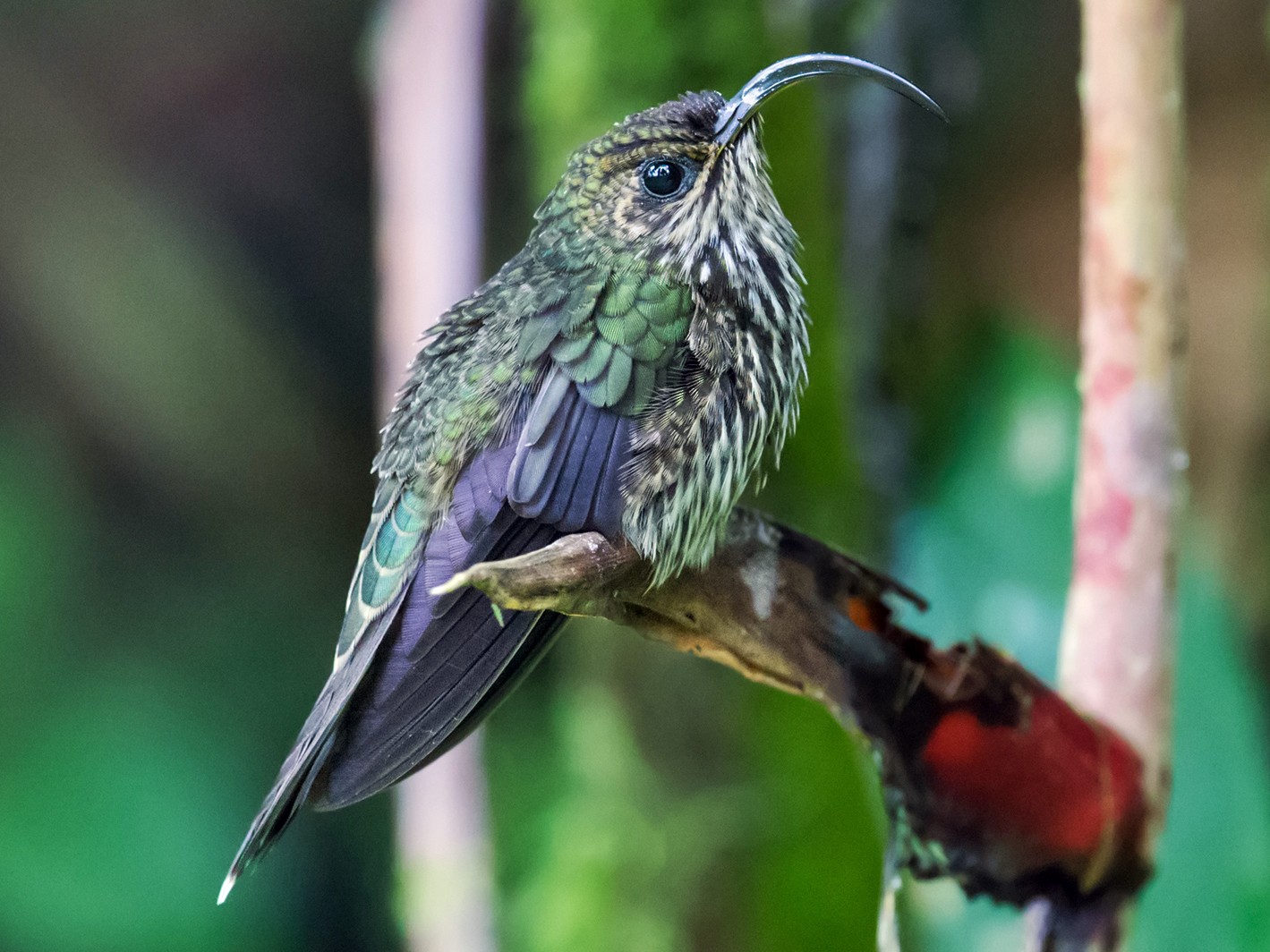 White-tipped Sicklebill - Nick Athanas