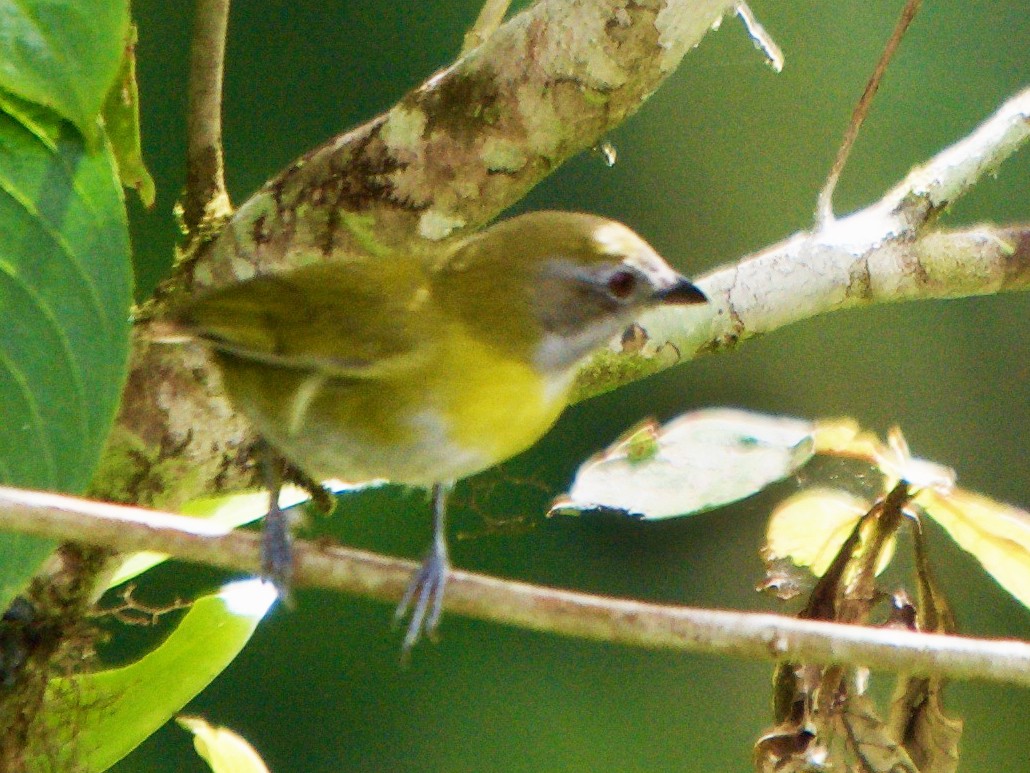 Ashy-throated Chlorospingus - Larry Waddell