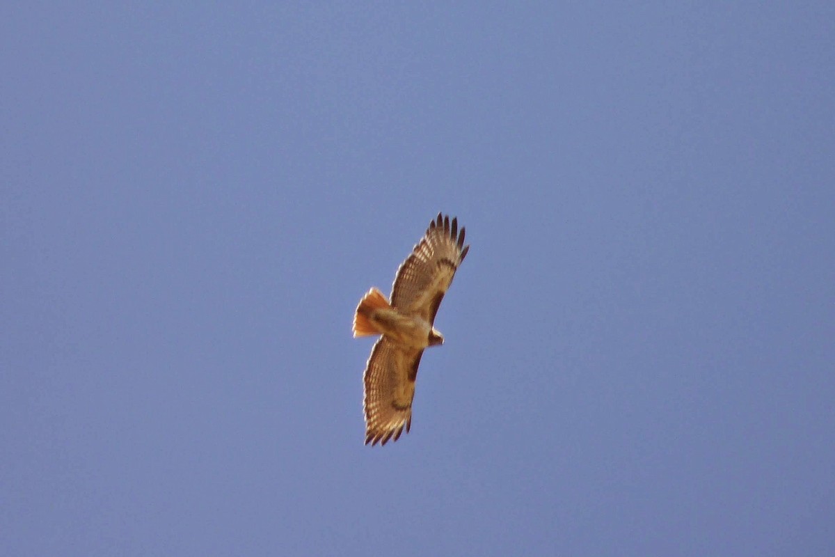 Red-tailed Hawk (borealis) - ML185534401