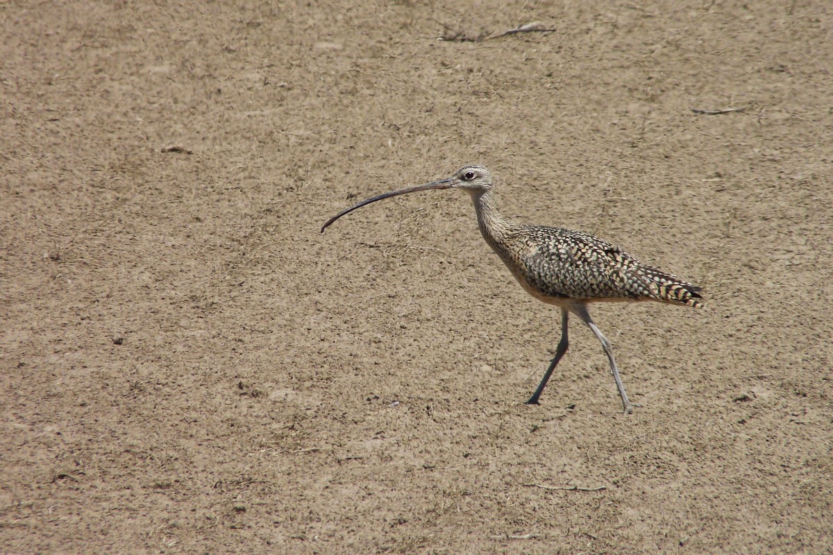 Long-billed Curlew - ML185535921