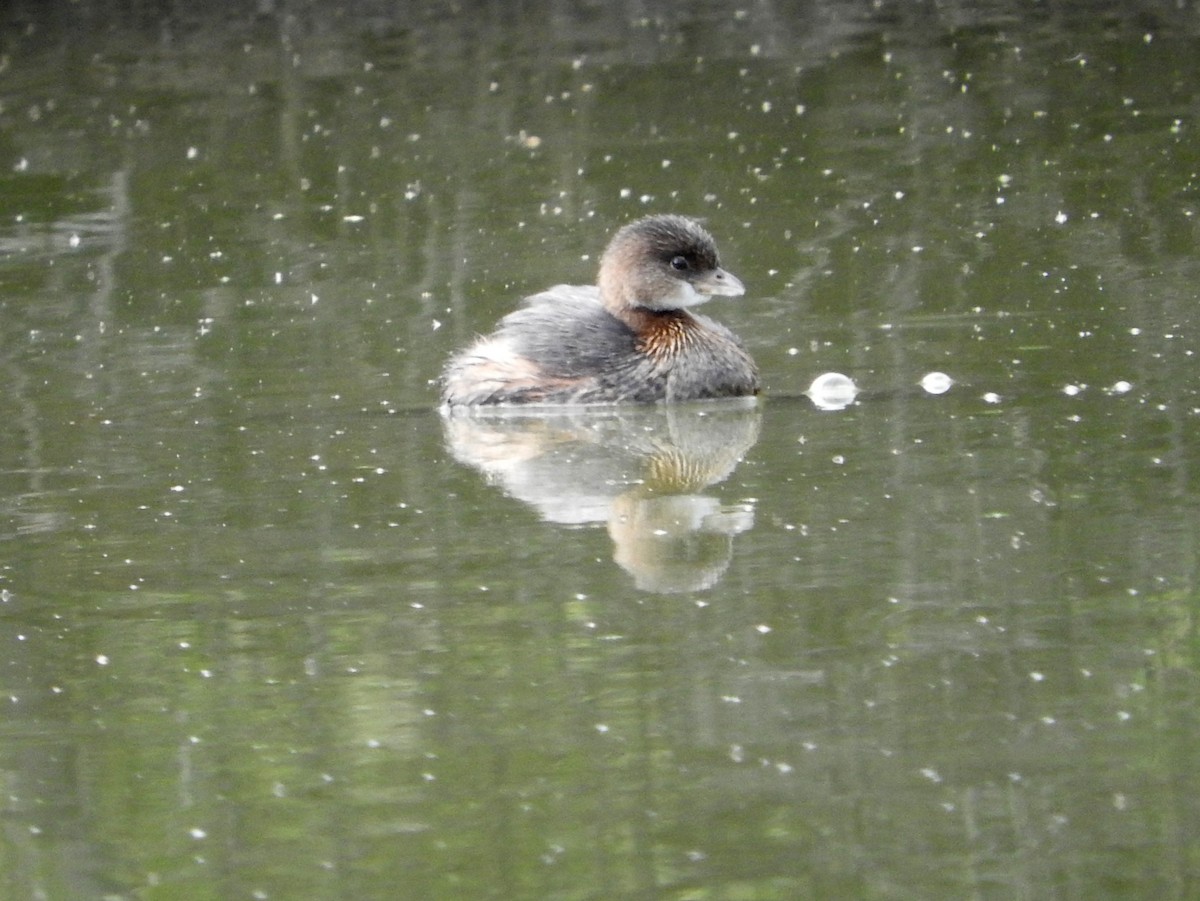 Pied-billed Grebe - Mary Tannehill