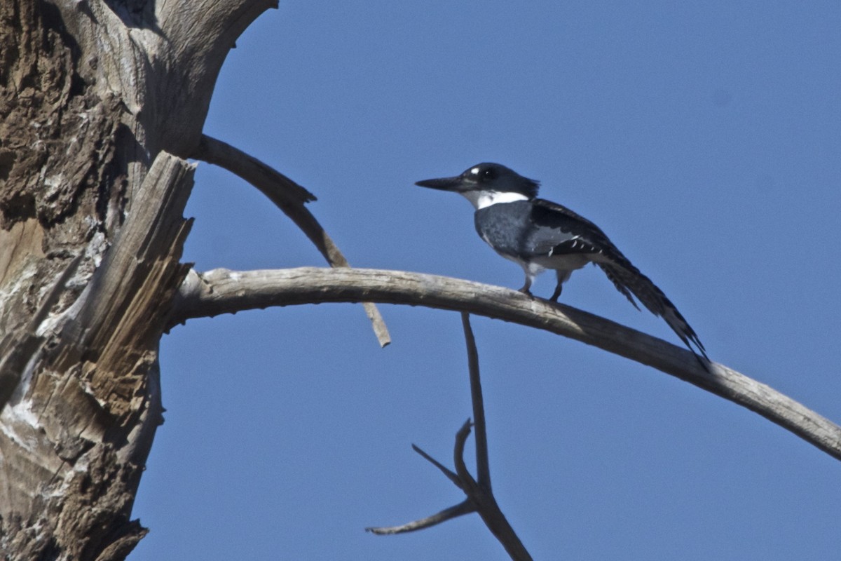 Belted Kingfisher - ML185549561
