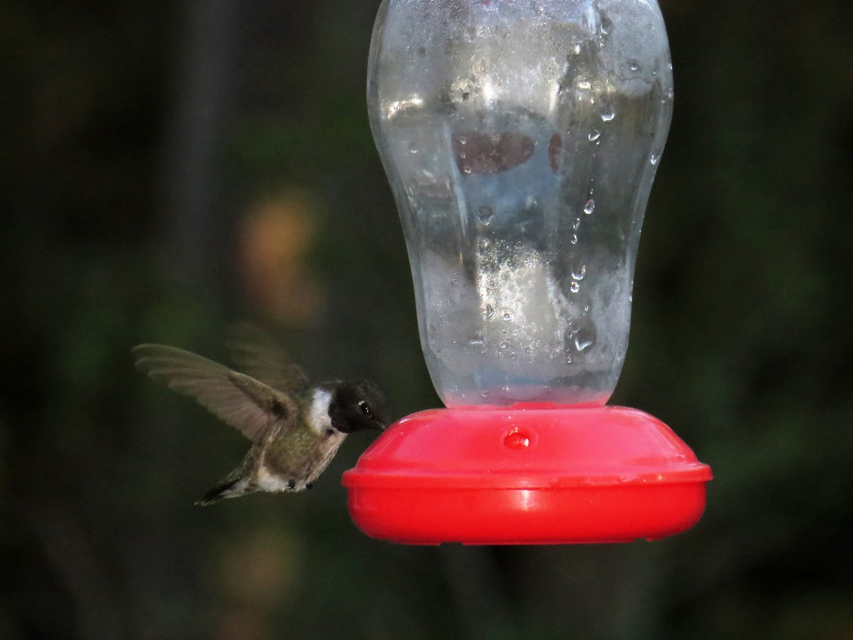 Black-chinned Hummingbird - WS Barbour