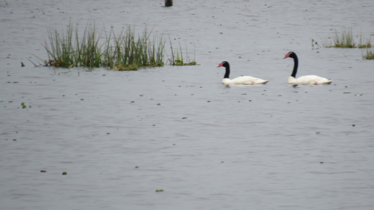 Black-necked Swan - ML185560541