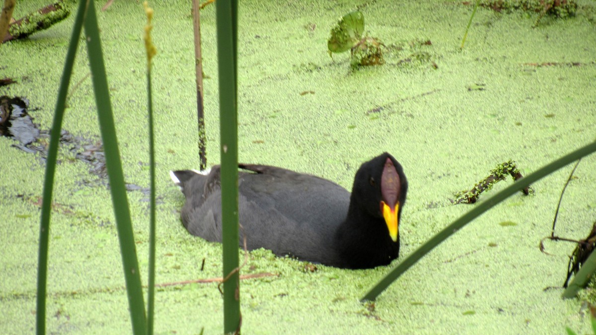 Red-fronted Coot - ML185560871