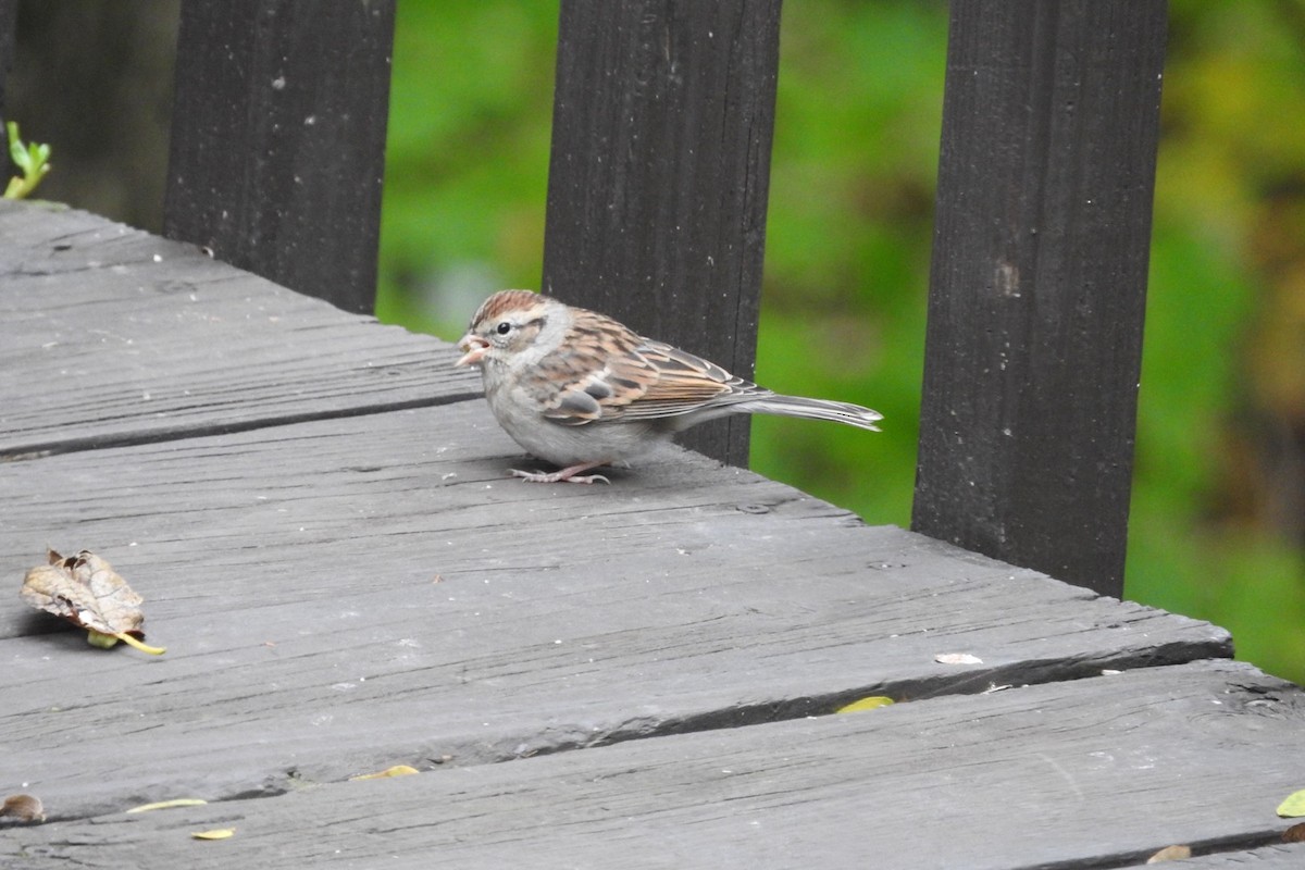 Chipping Sparrow - ML185562381