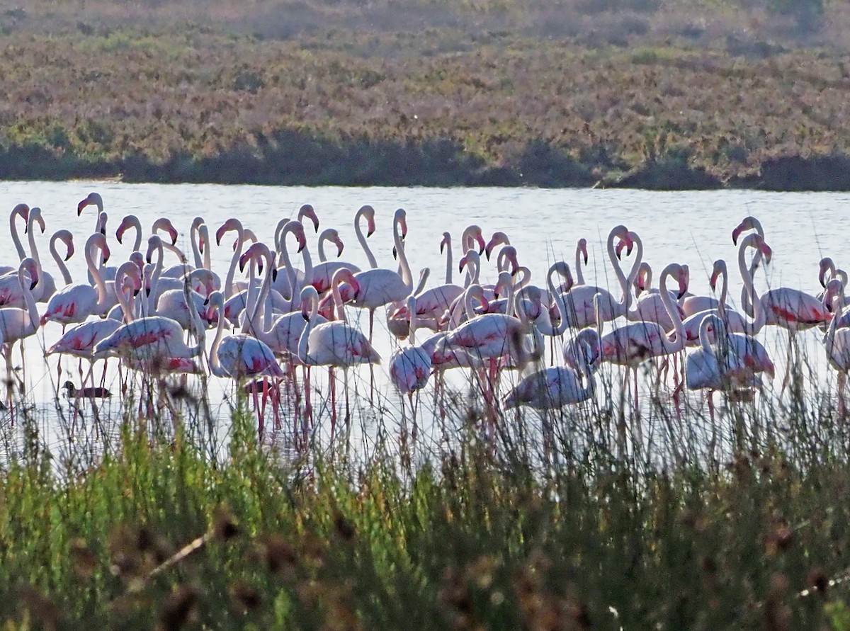 Greater Flamingo - ML185564291