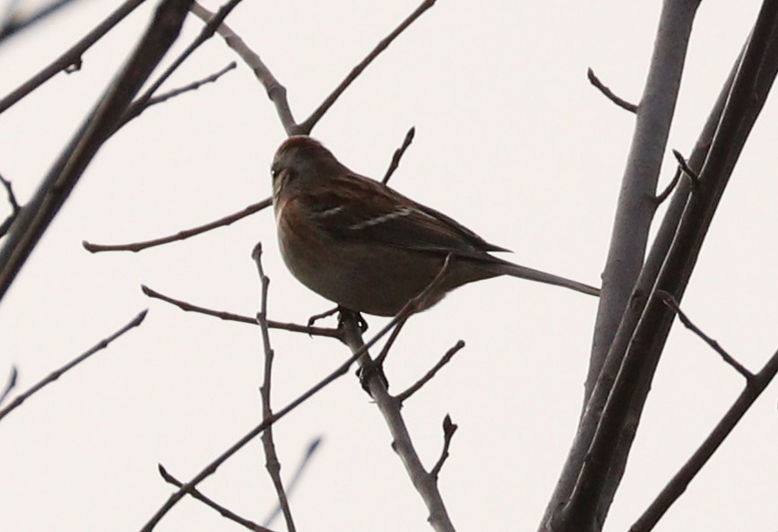 American Tree Sparrow - ML185565001