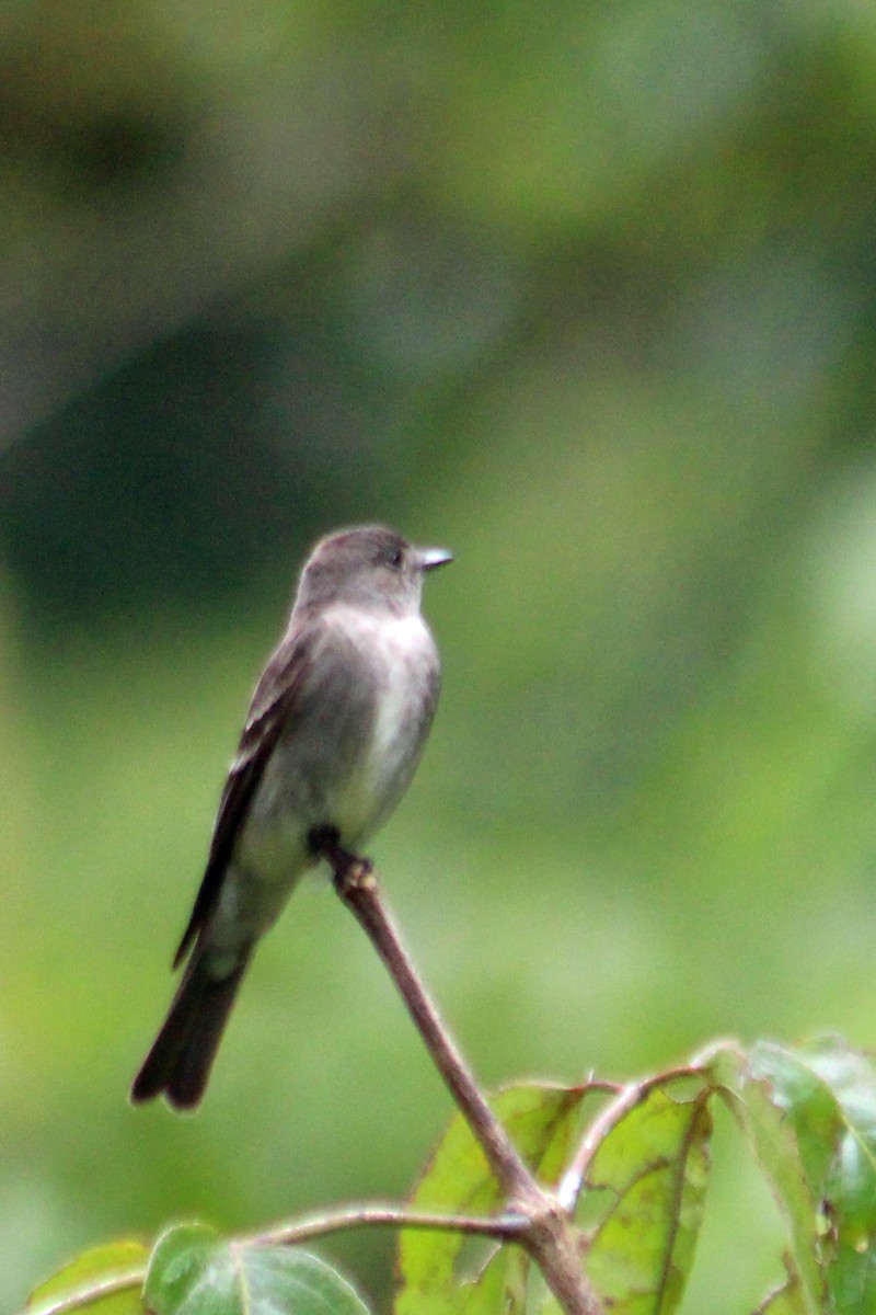 Northern Tropical Pewee - Charlie Doggett