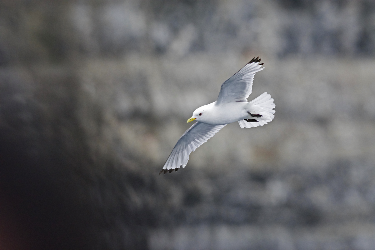 Mouette tridactyle - ML185565241