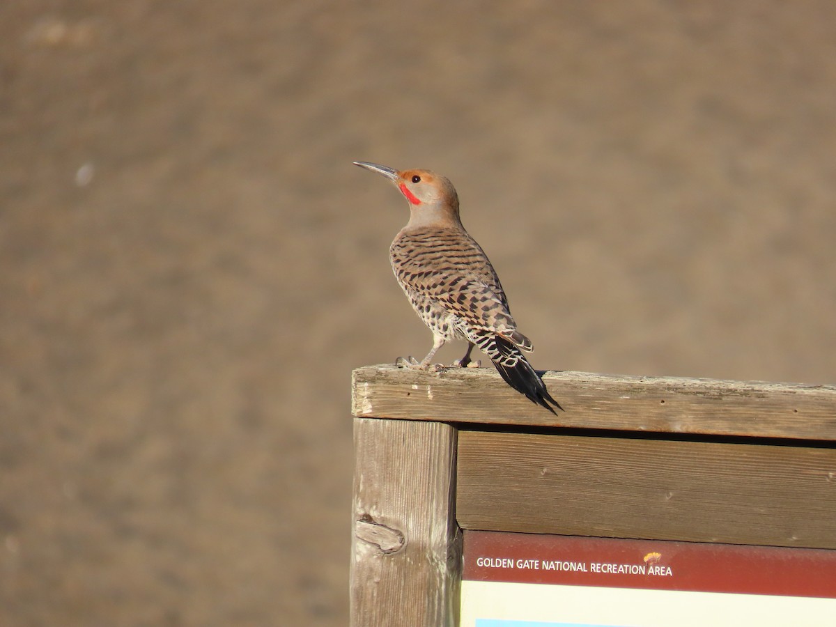 Northern Flicker (Red-shafted) - ML185572511