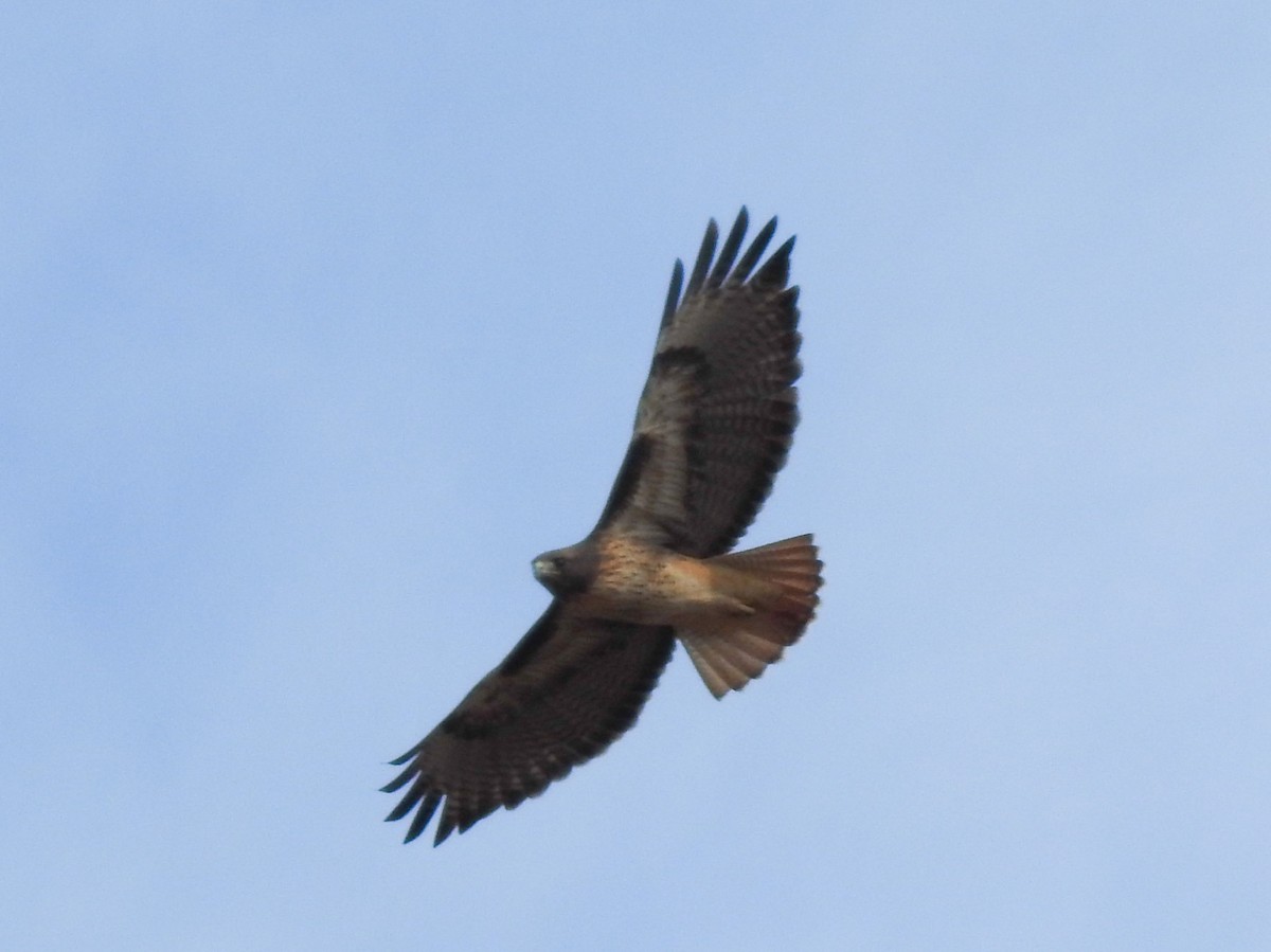Red-tailed Hawk - ML185572541
