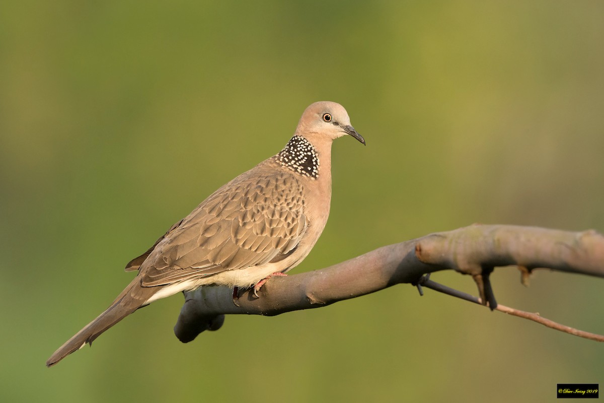 Spotted Dove - David Irving