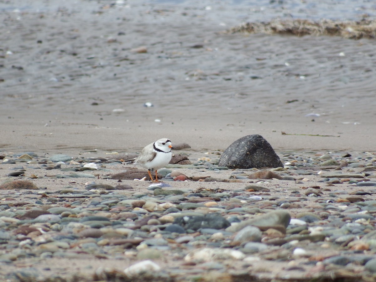 Piping Plover - ML185575341