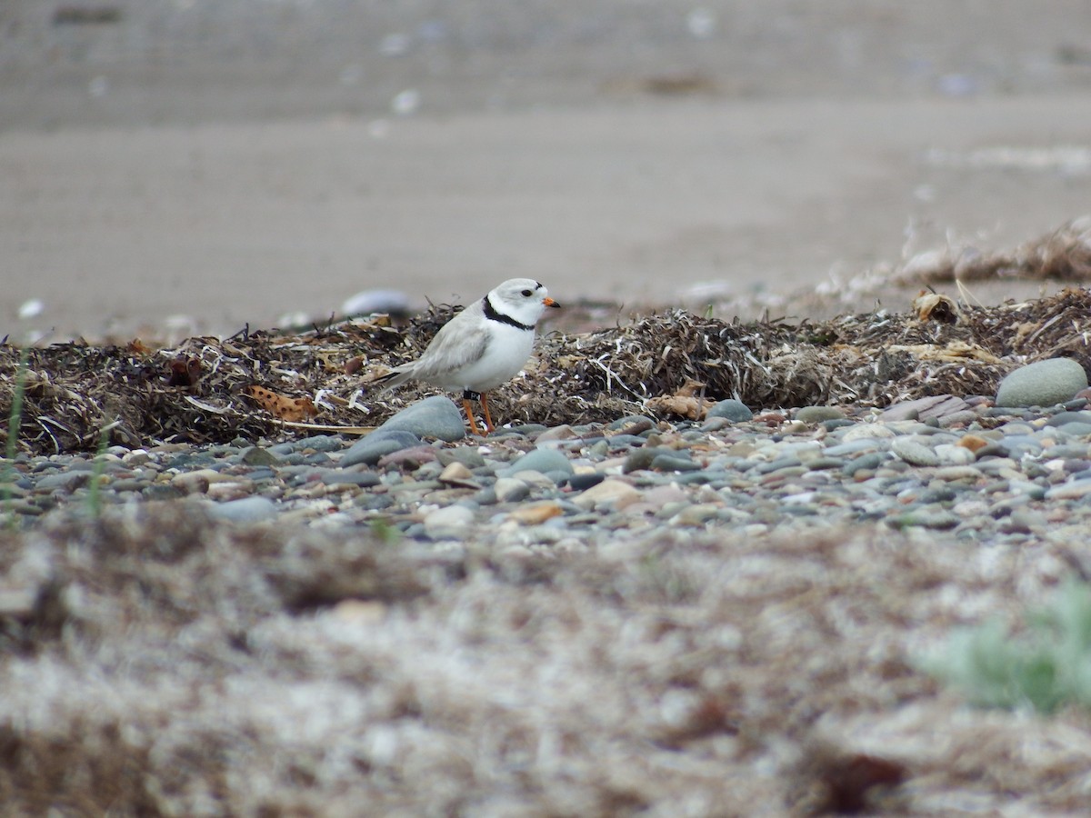 Piping Plover - ML185575351