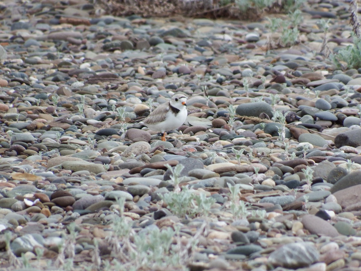 Piping Plover - ML185575361