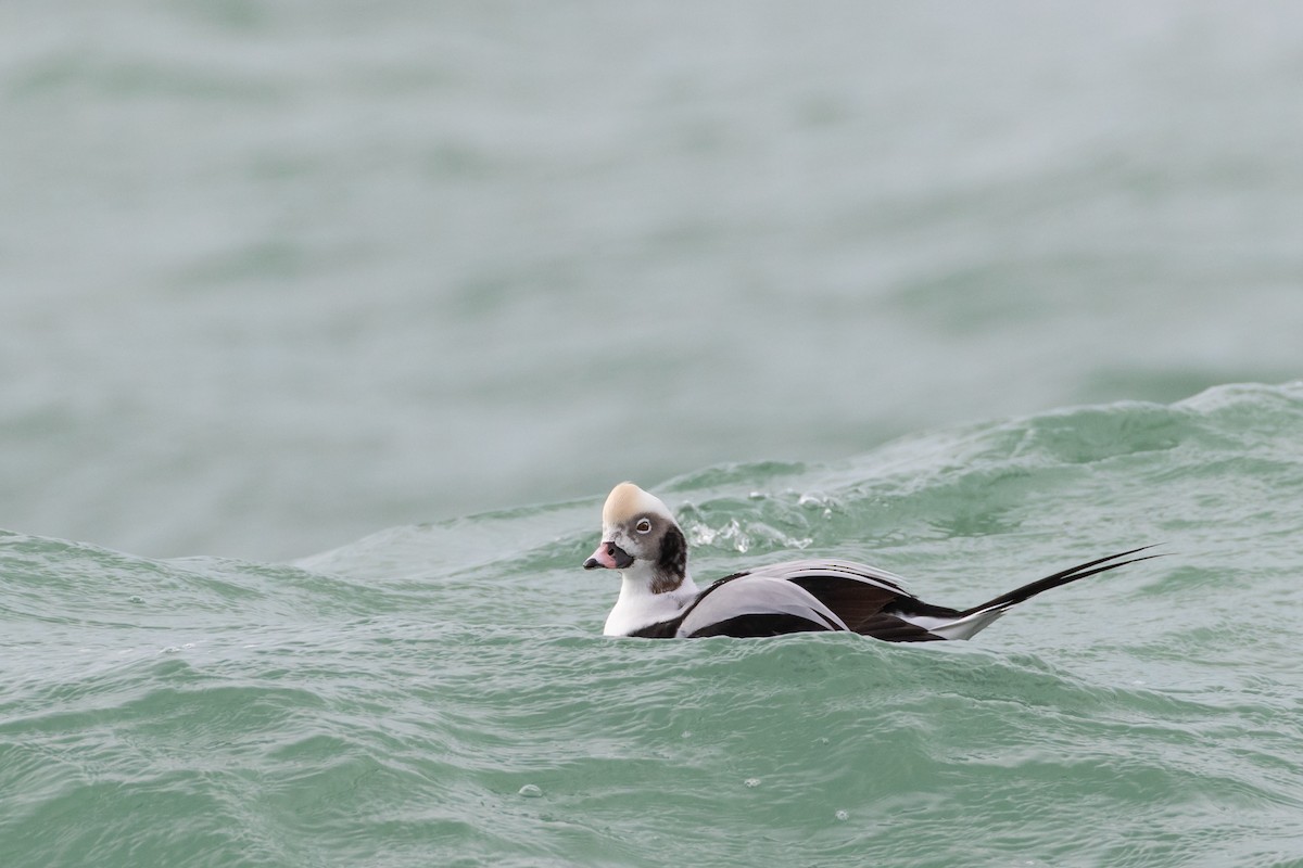 Long-tailed Duck - ML185575711