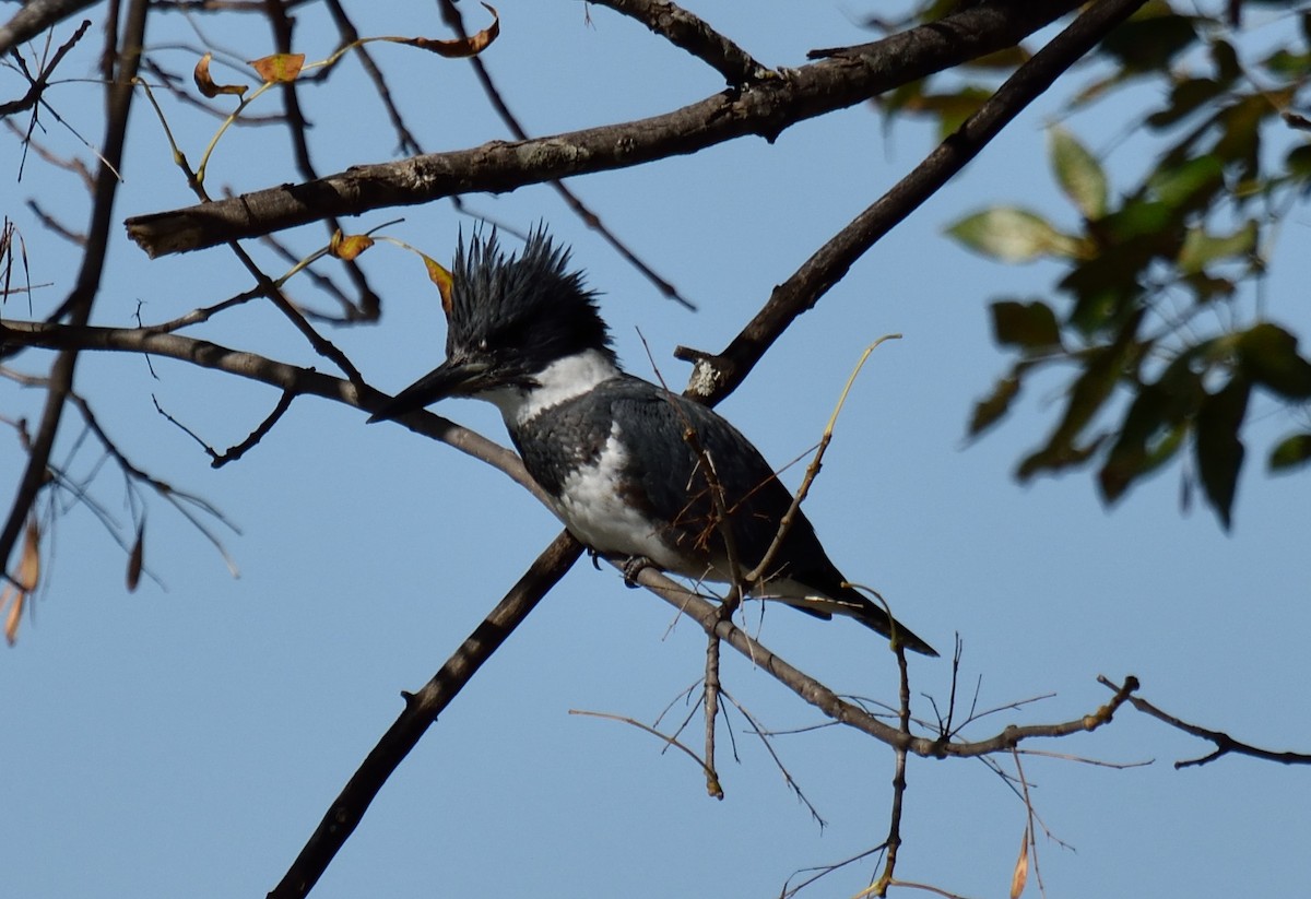 Belted Kingfisher - ML185576601