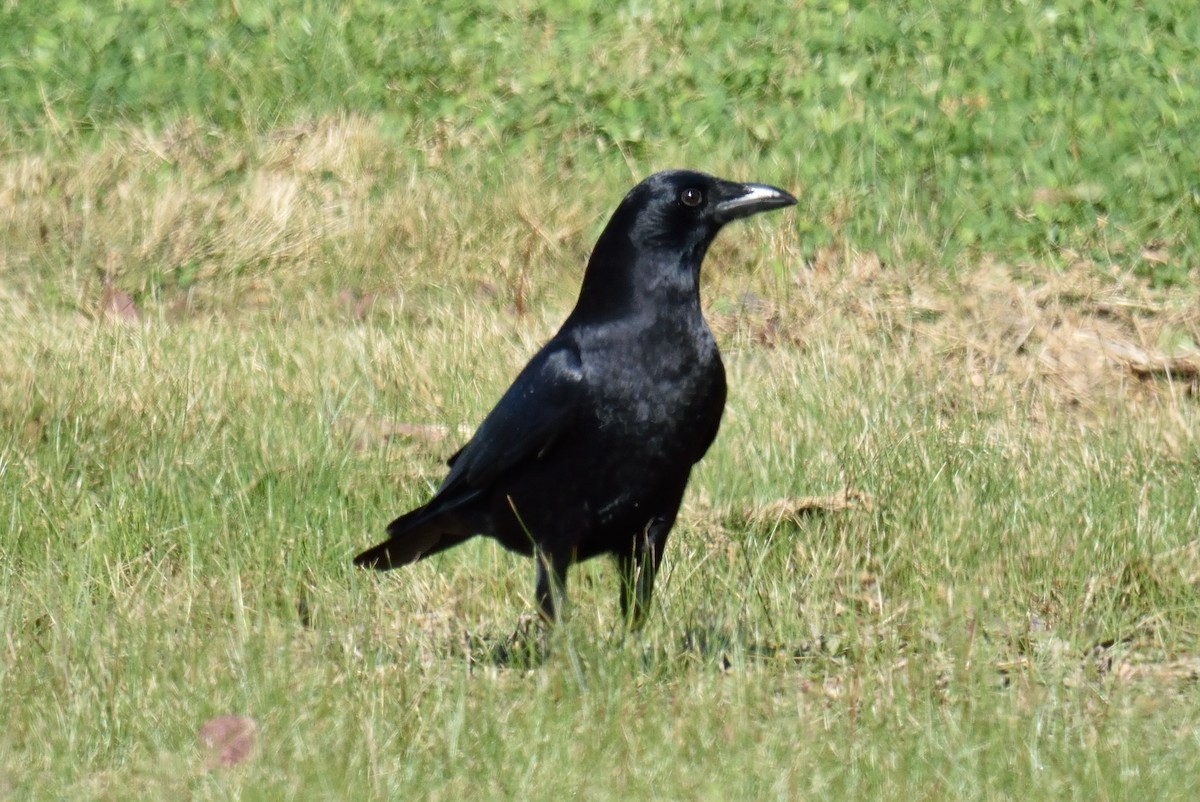 American Crow - ML185577101