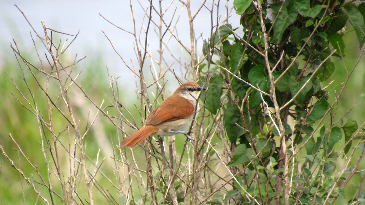 Yellow-chinned Spinetail - ML185582311