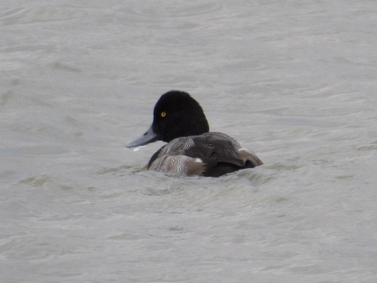 Greater Scaup - Curtis Dykstra